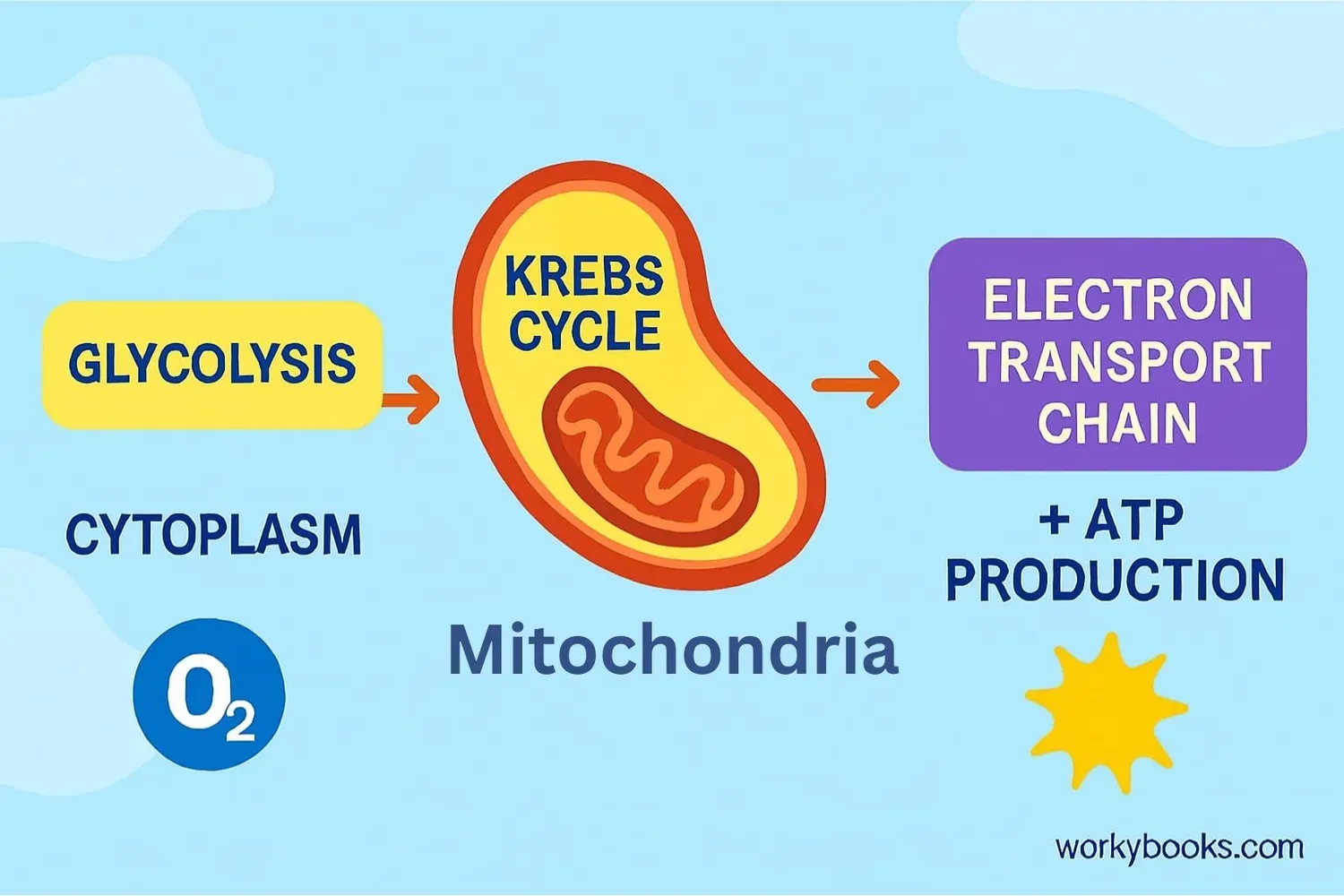 Aerobic organism